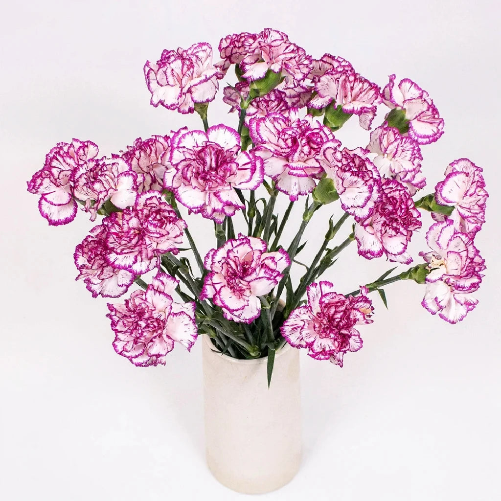 Kino Carnations - alternative 1