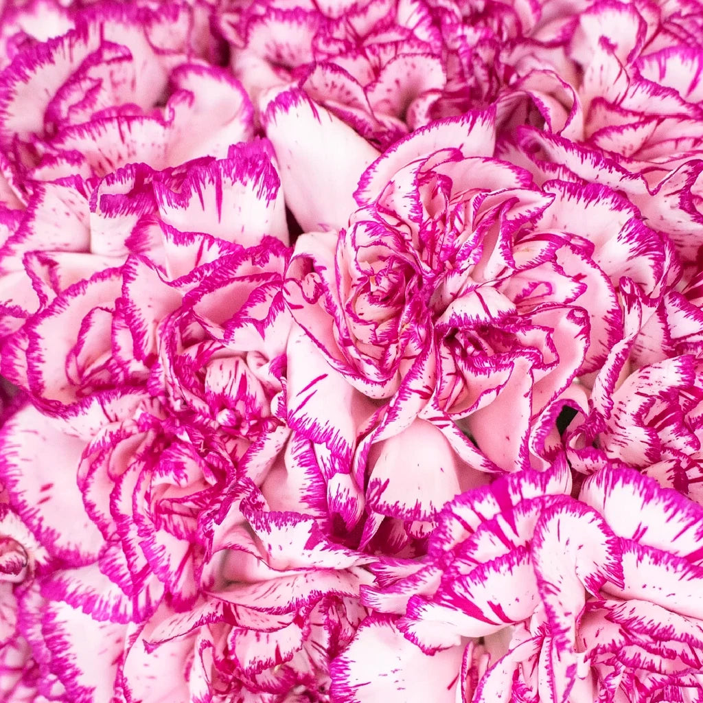 Kino Carnations - alternative 2