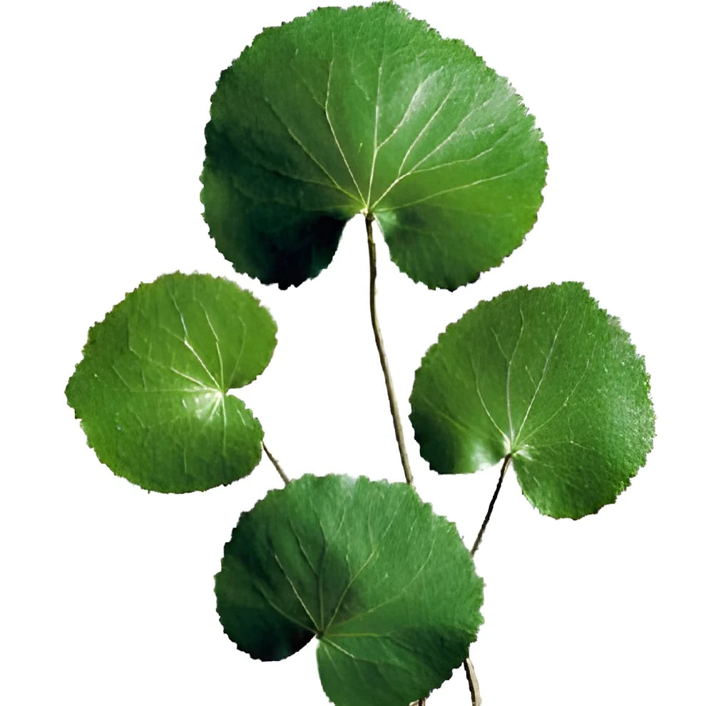 Galax Greenery - alternative 1