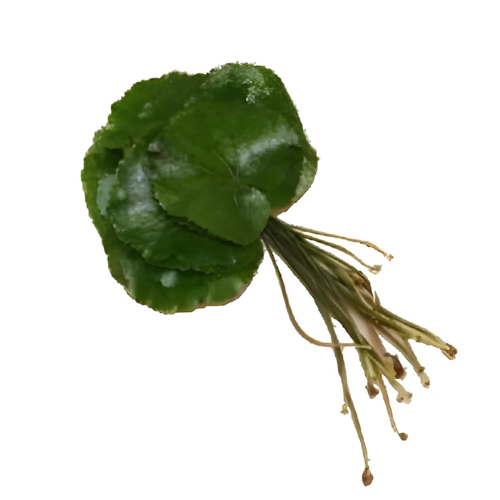 Galax Greenery - main
