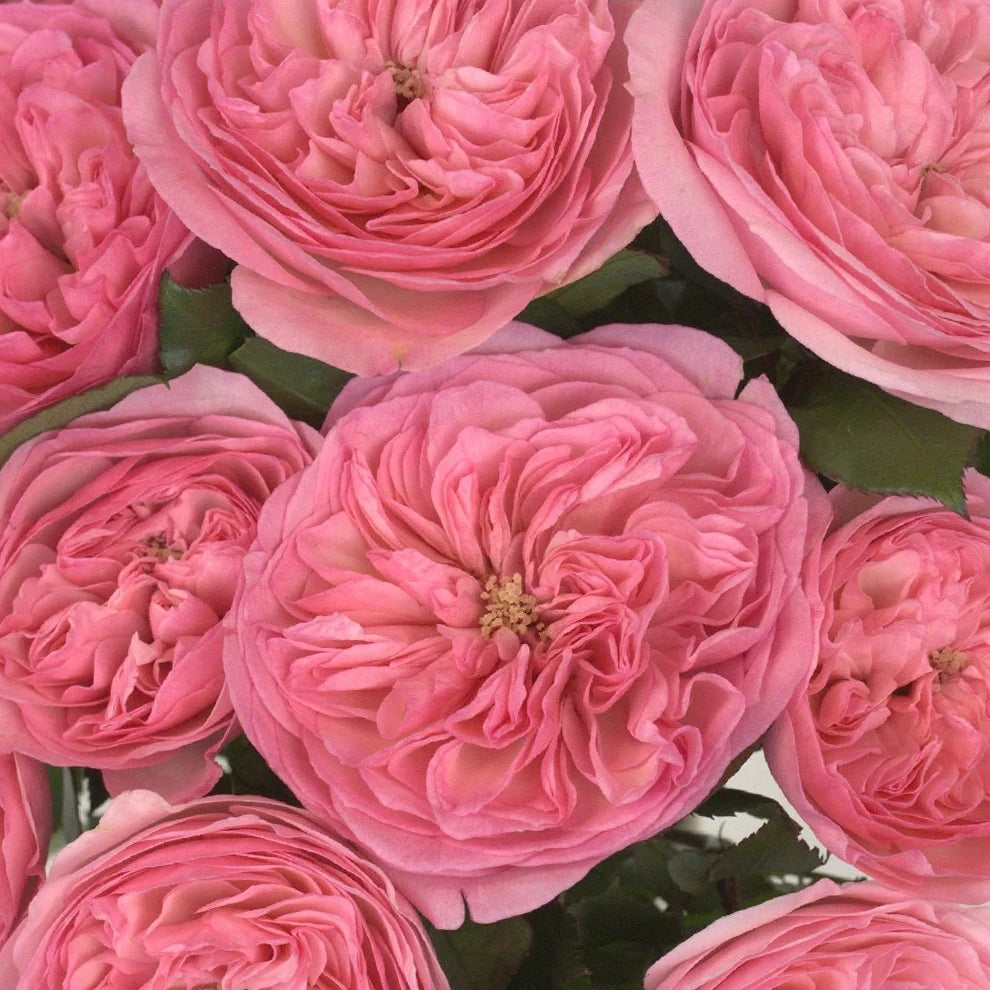 Maria Theresia Roses Garden - Pink - main