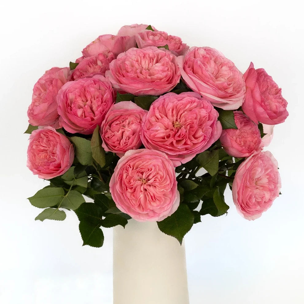 Maria Theresia Roses Garden - Pink - alternative 2