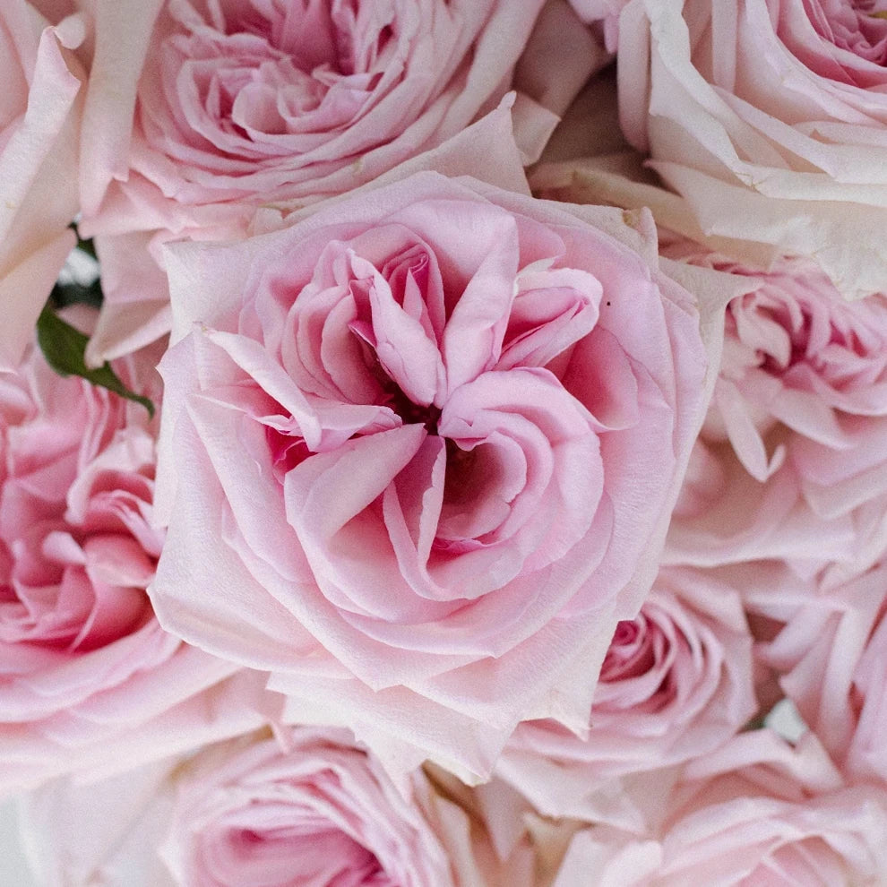 Light Pink Pink Ohara Roses Garden - alternative 1