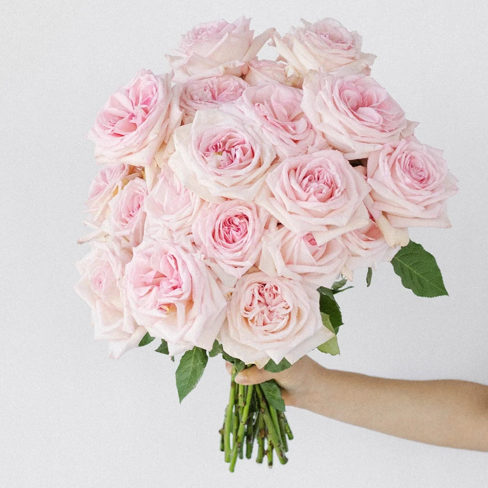 Light Pink Pink Ohara Roses Garden - main