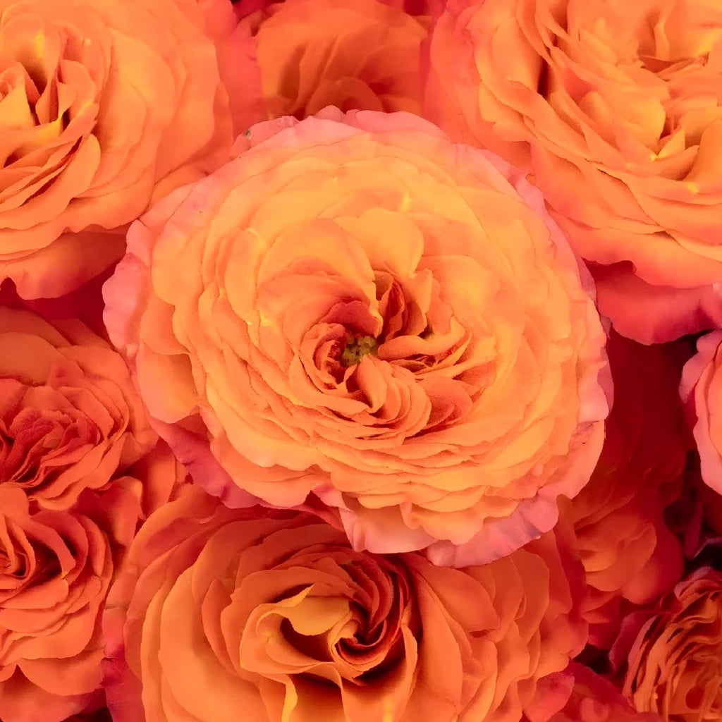 Sunset Orange Roses Garden - alternative 2