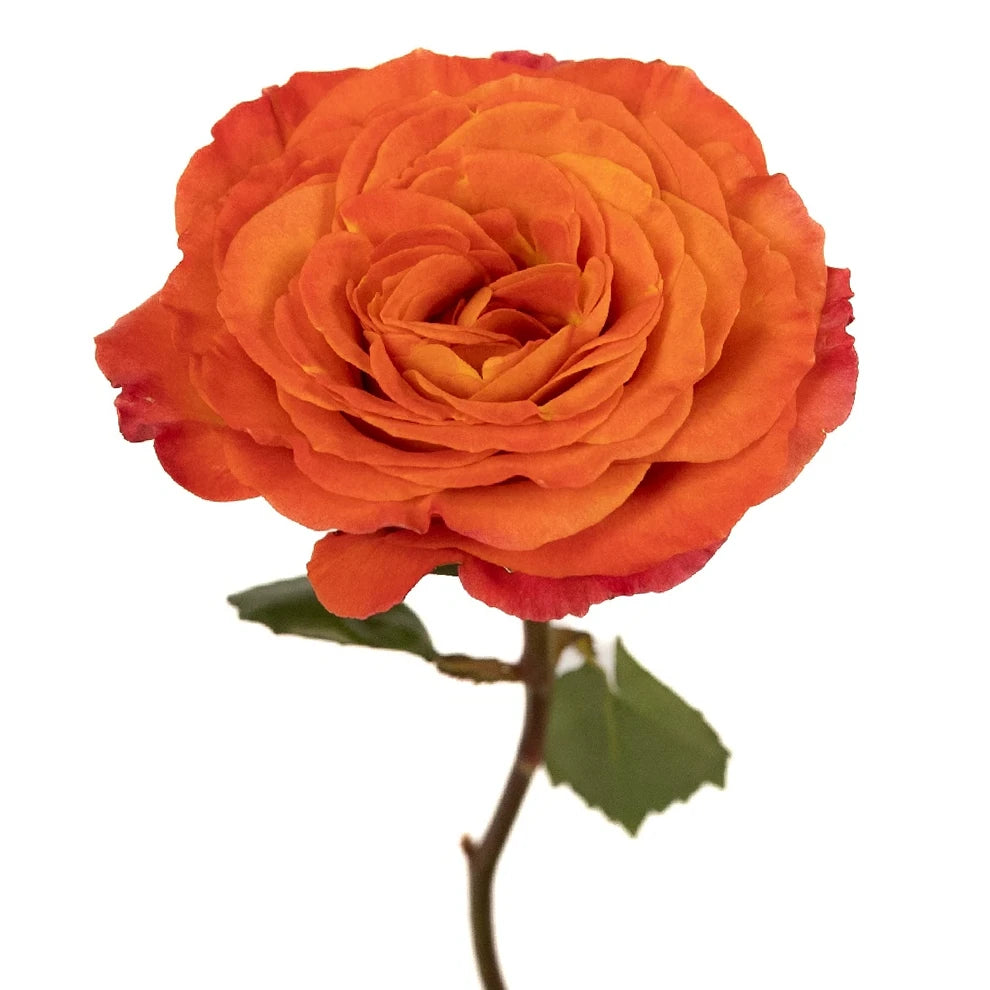 Sunset Parasol Roses Garden Spray - main