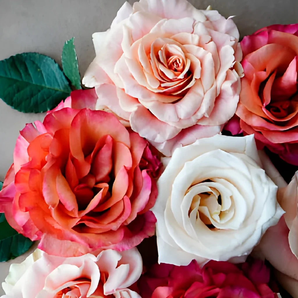 Assorted Roses Garden - main