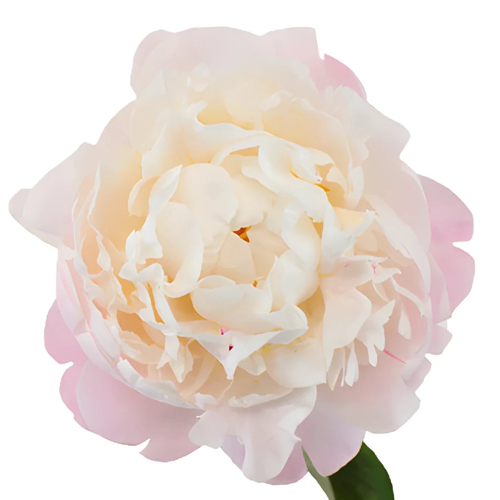 Gardenia Peonies - alternative 2