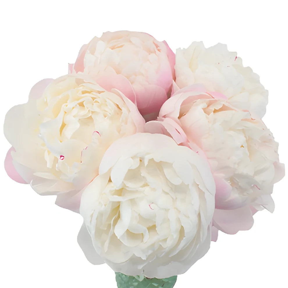 Gardenia Peonies - alternative 1