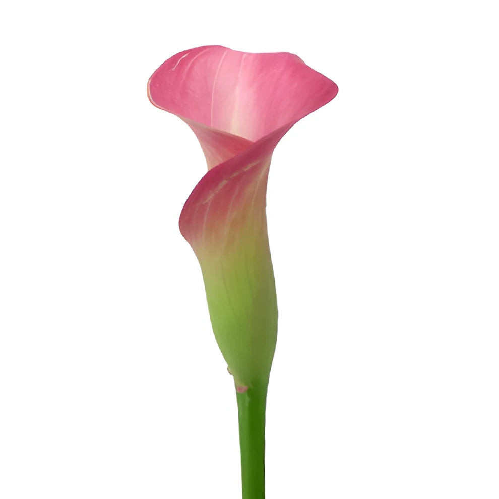 Garnet Glow Calla Lily Mini - alternative 3