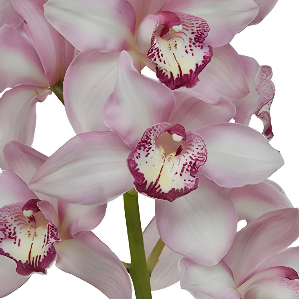 Pink Light Orchids Mokara - main