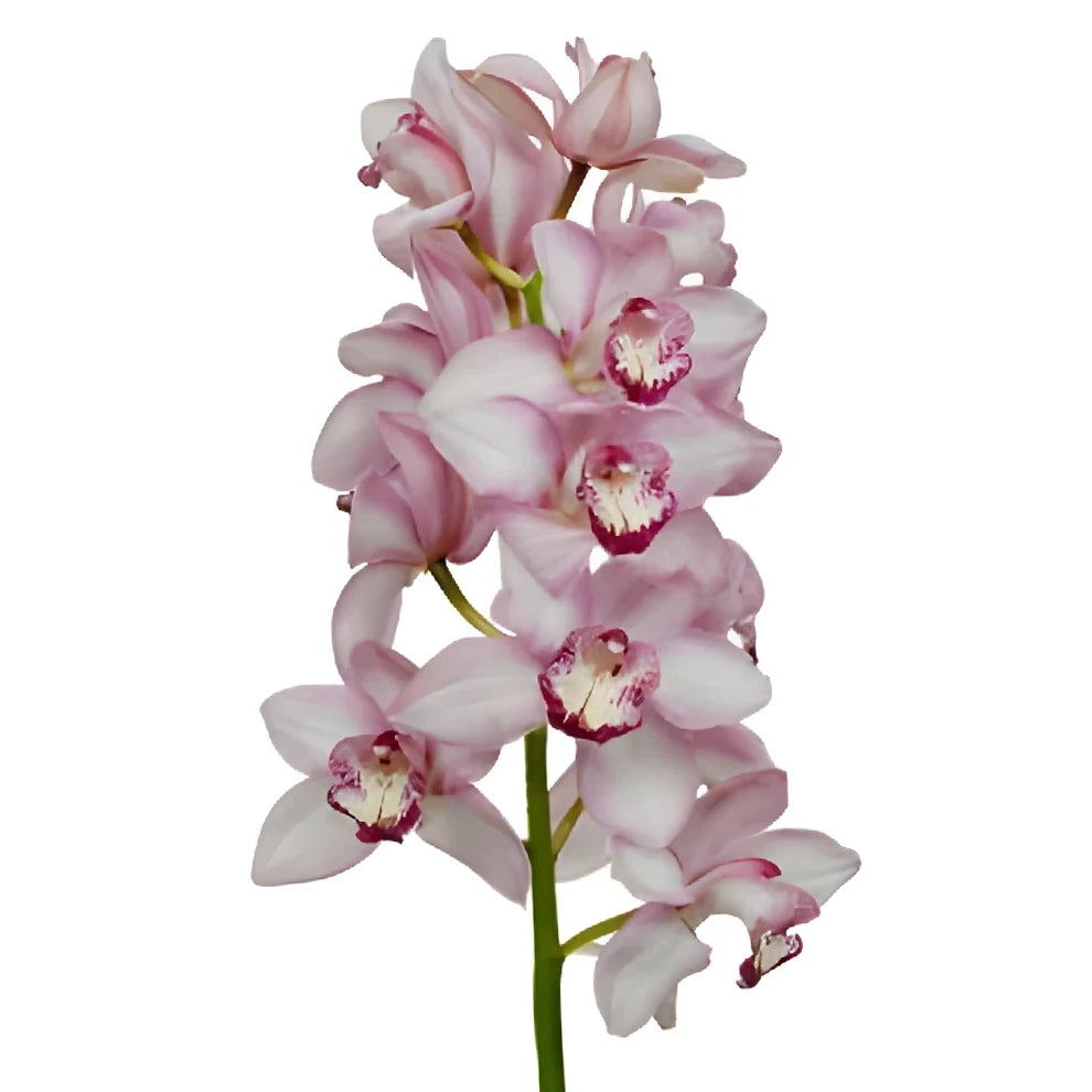 Pink Light Orchids Mokara - alternative 1