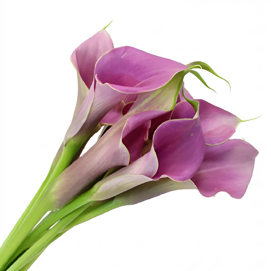 Ruby Lite Calla Lily Mini - alternative 3