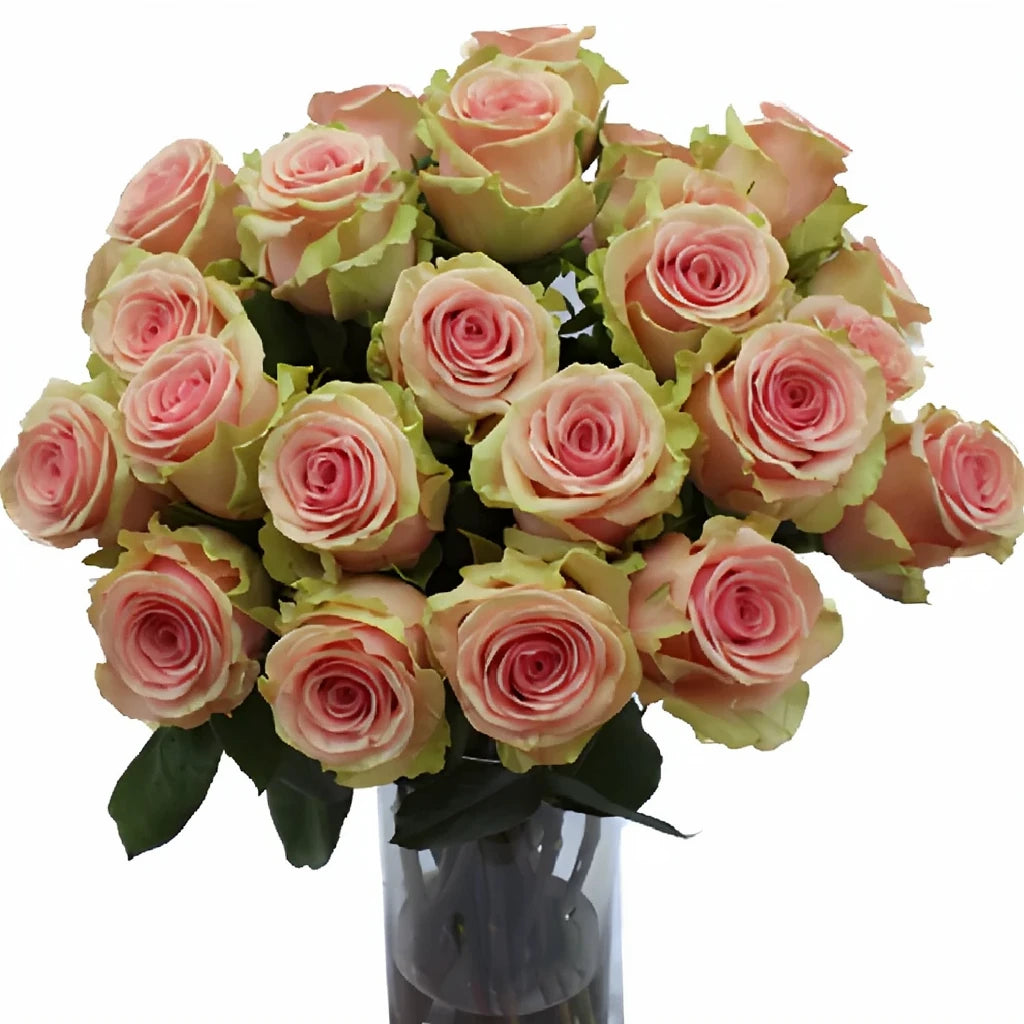 Geraldine Roses Standard - main