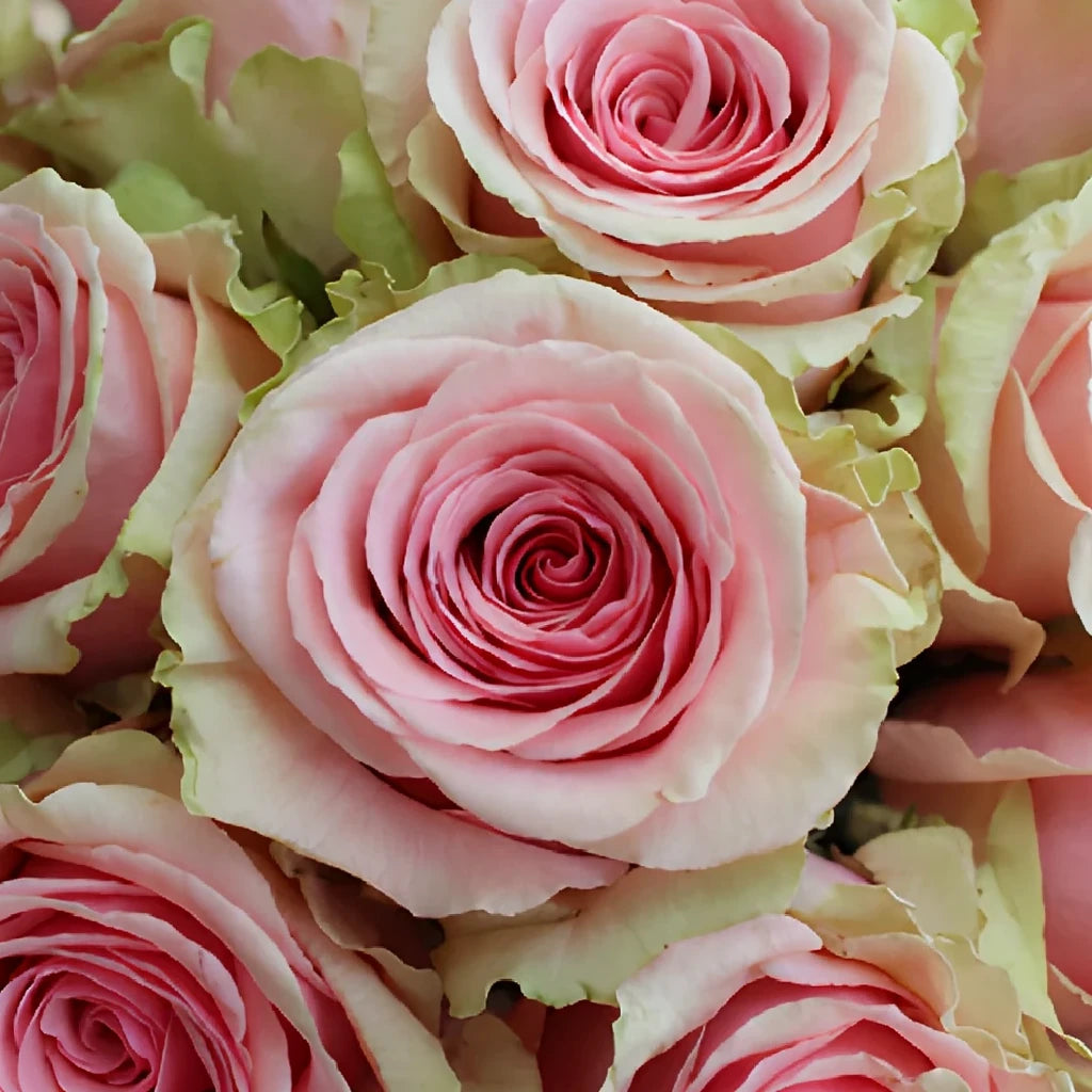 Geraldine Roses Standard - alternative 2