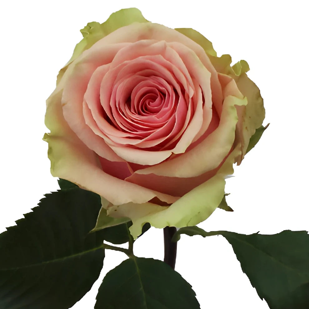 Geraldine Roses Standard - alternative 1