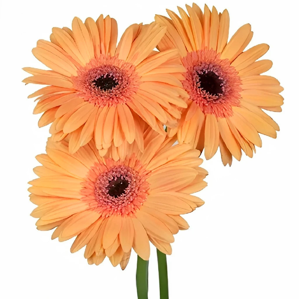 Peach Gerberas - alternative 1
