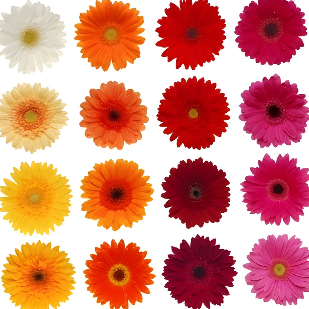 Assorted Gerberas - main