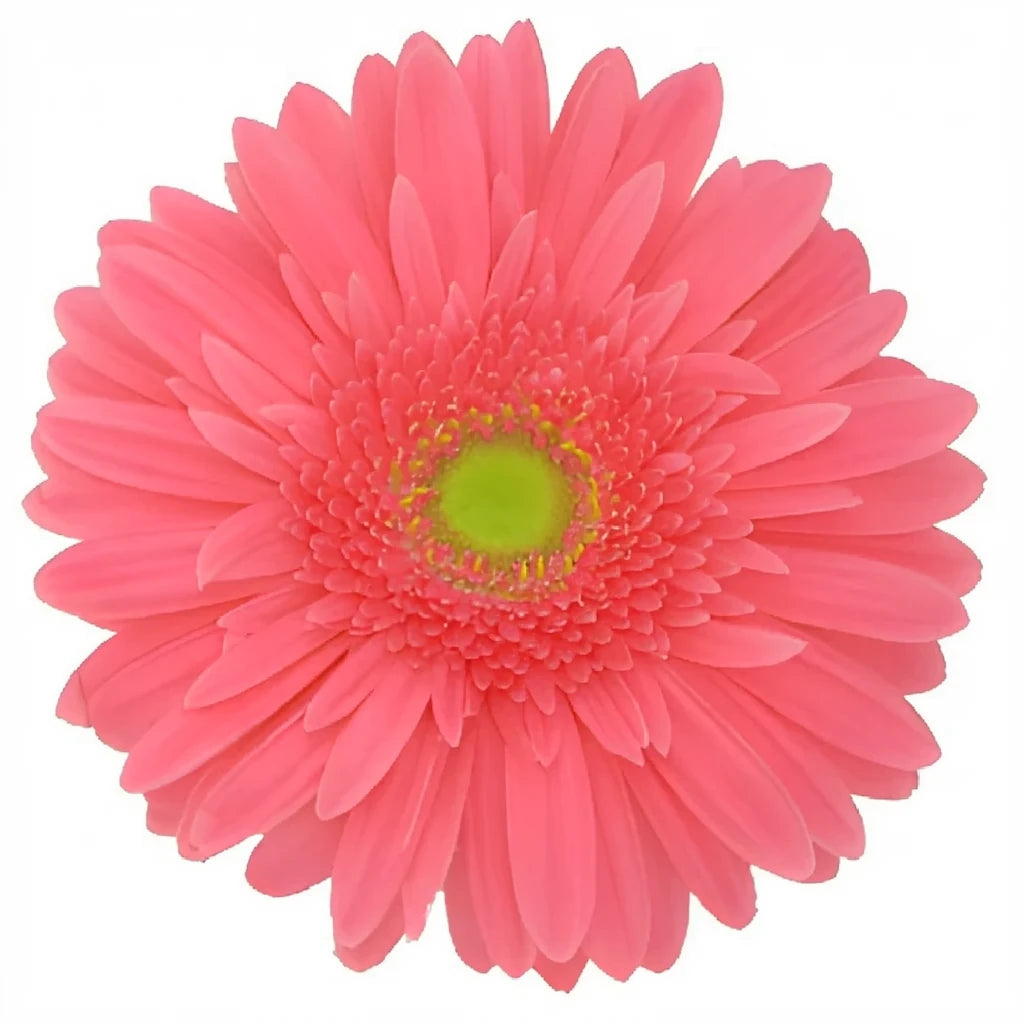 Pink Light Gerberas - main