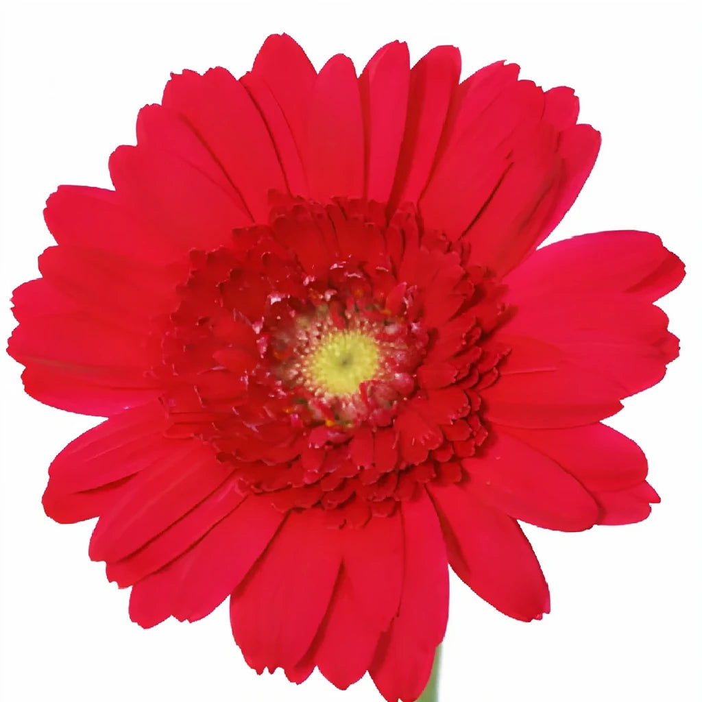 Red Gerberas Mini - alternative 2