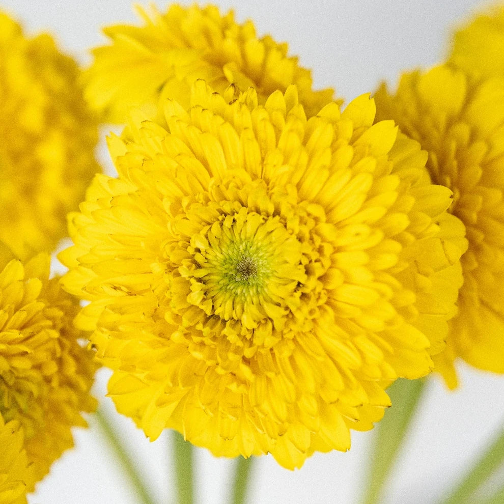 Yellow Gerrondo - main