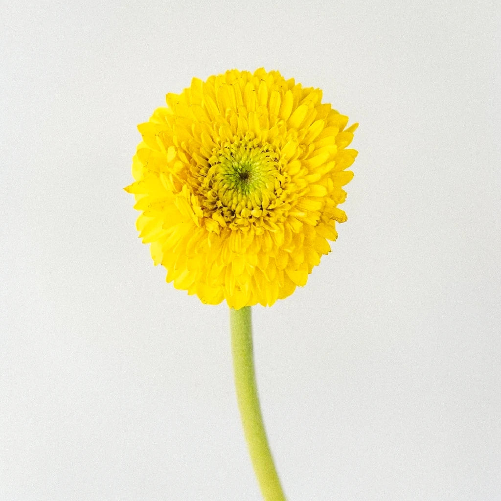 Yellow Gerrondo - alternative 2