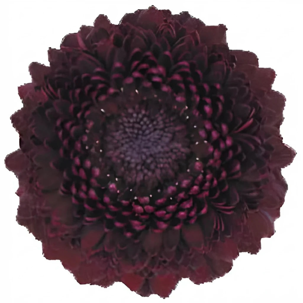 Burgundy Gerberas - main