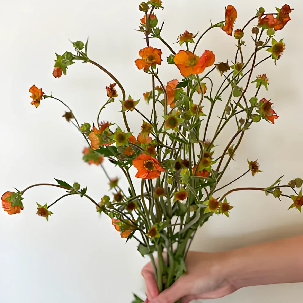 Mango Geum - alternative 1