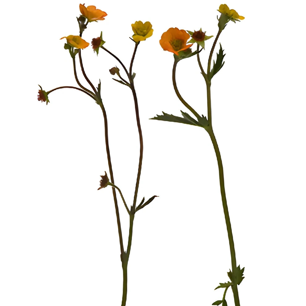 Mango Geum - alternative 3