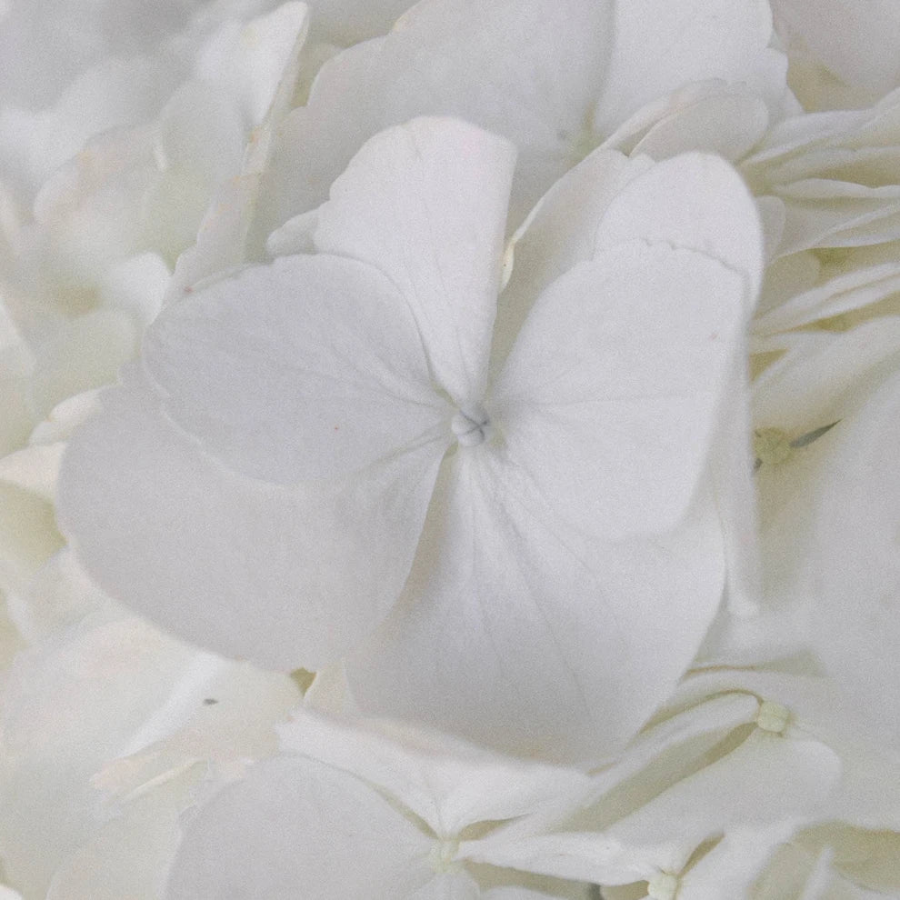 White Hydrangeas Jumbo - alternative 2
