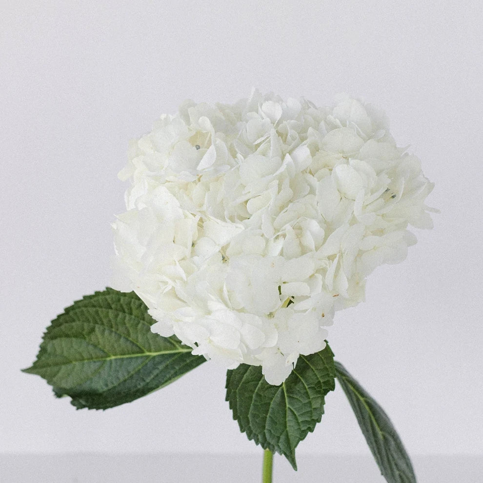 White Hydrangeas Jumbo - main
