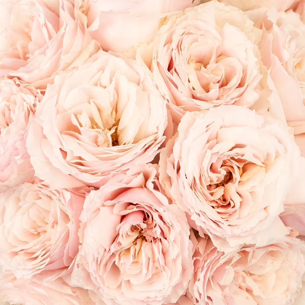 Tsumugi Roses Garden - main