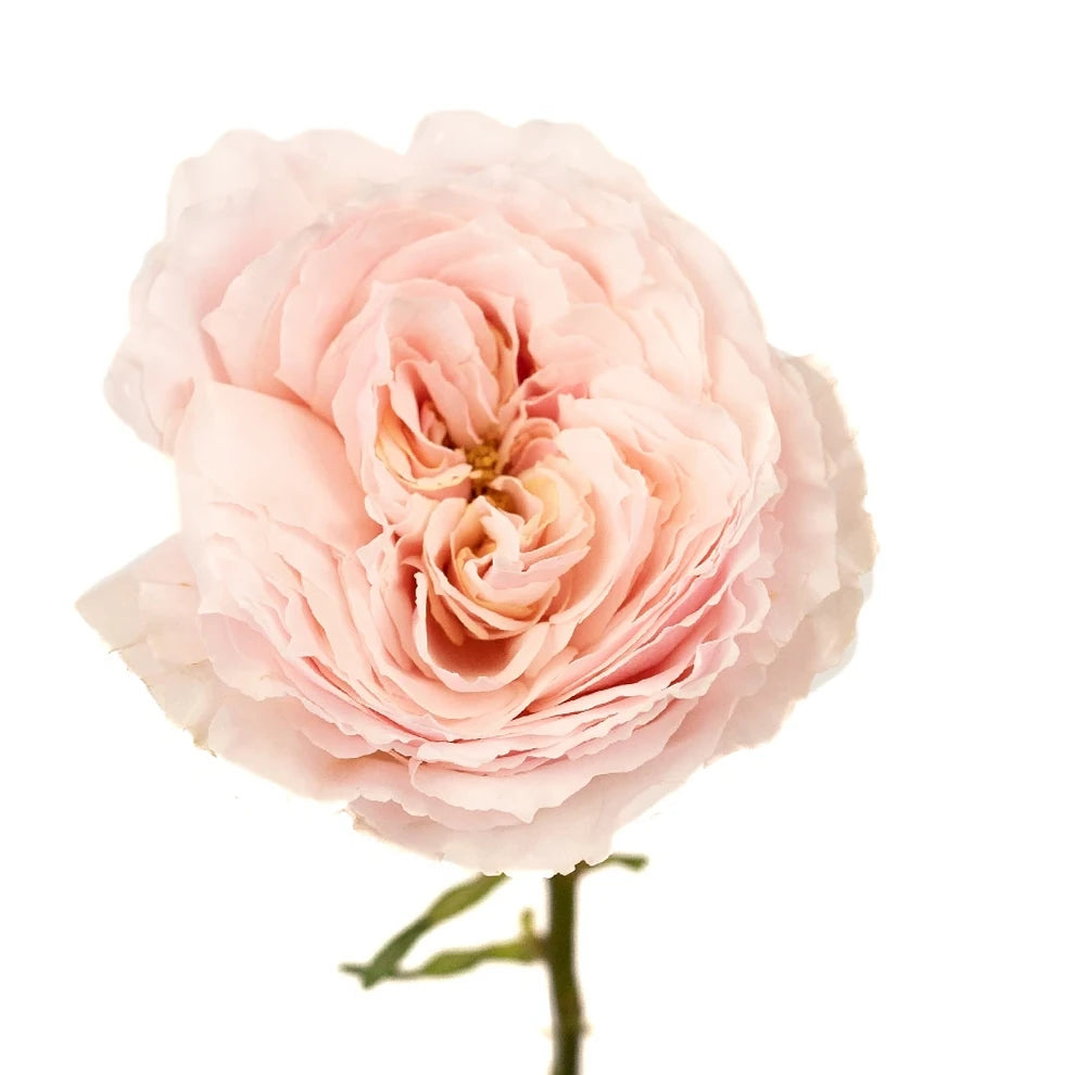 Tsumugi Roses Garden - alternative 2