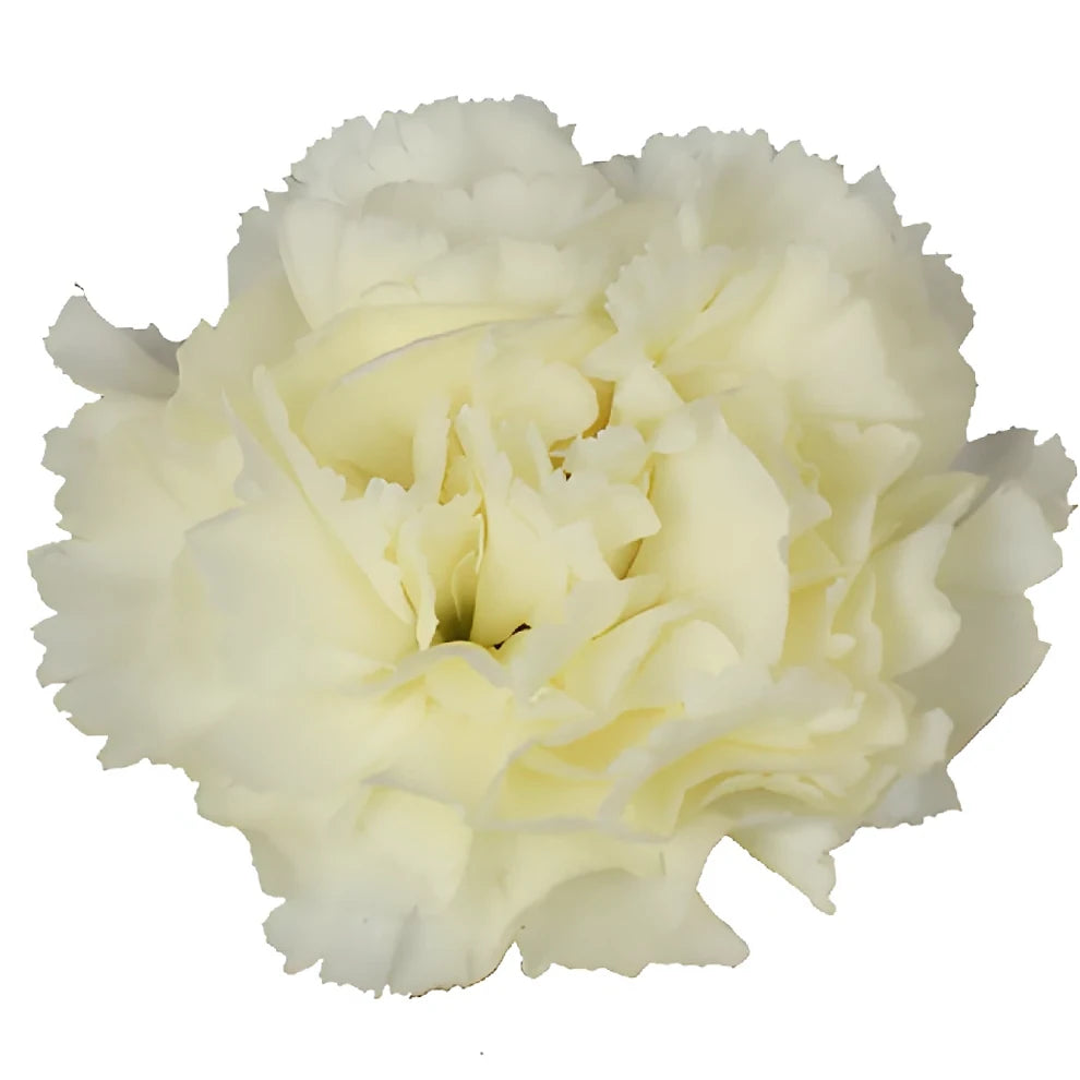 Gioele Cream Carnations - alternative 3