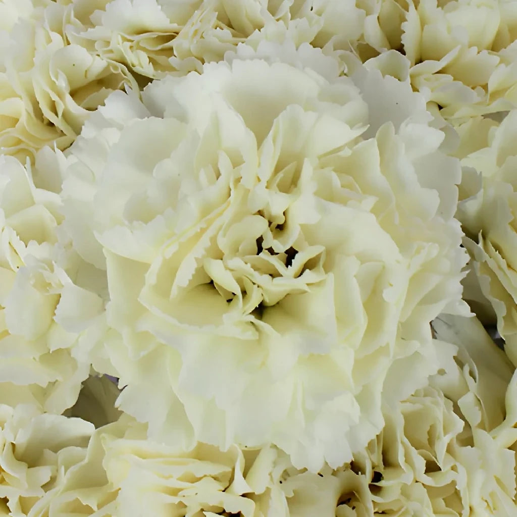 Gioele Cream Carnations - alternative 2