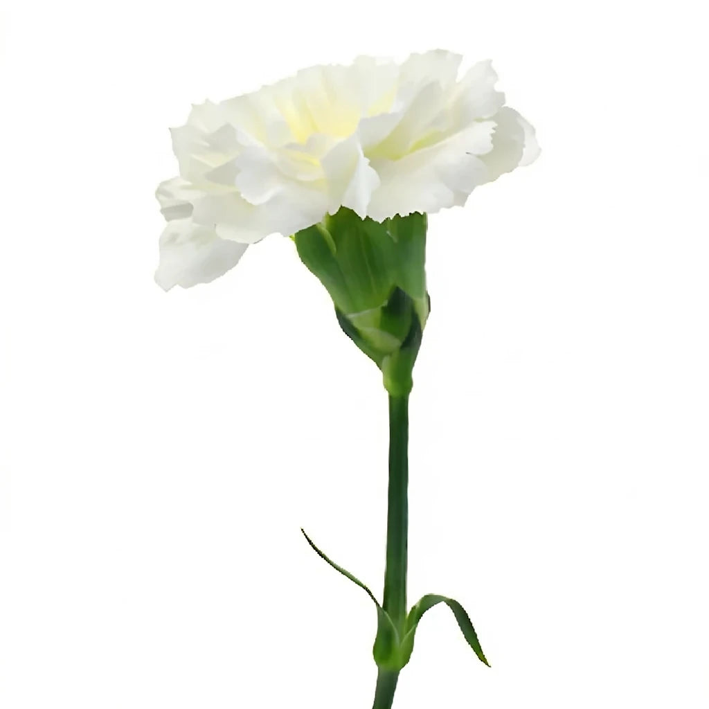 Gioele Cream Carnations - main