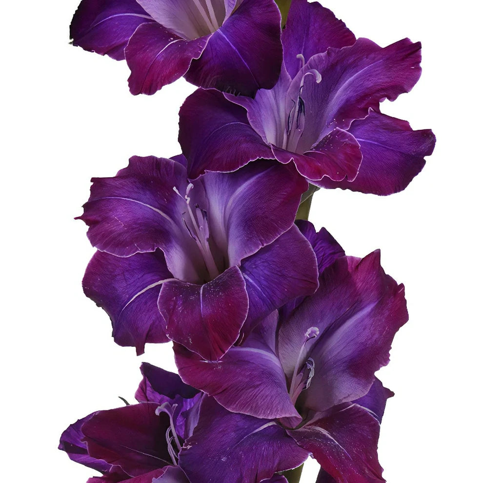 Purple Gladiolus - alternative 2