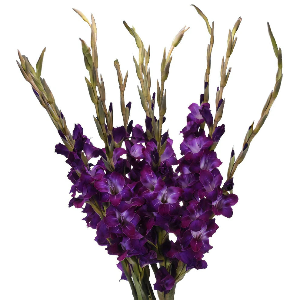 Purple Gladiolus - alternative 1