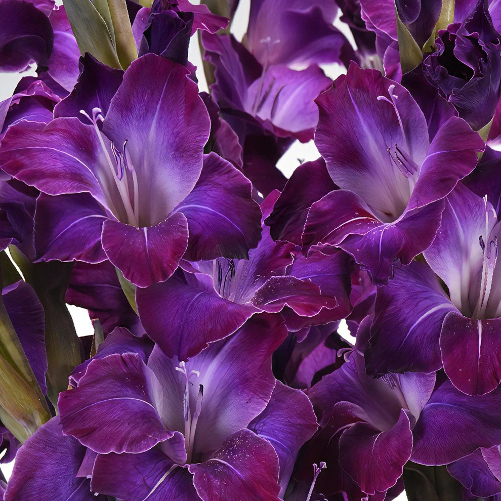 Purple Gladiolus - main