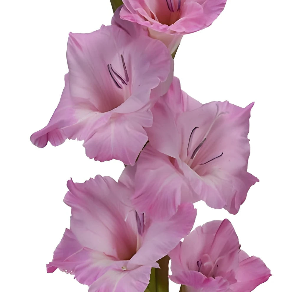 Pink Light Gladiolus - main