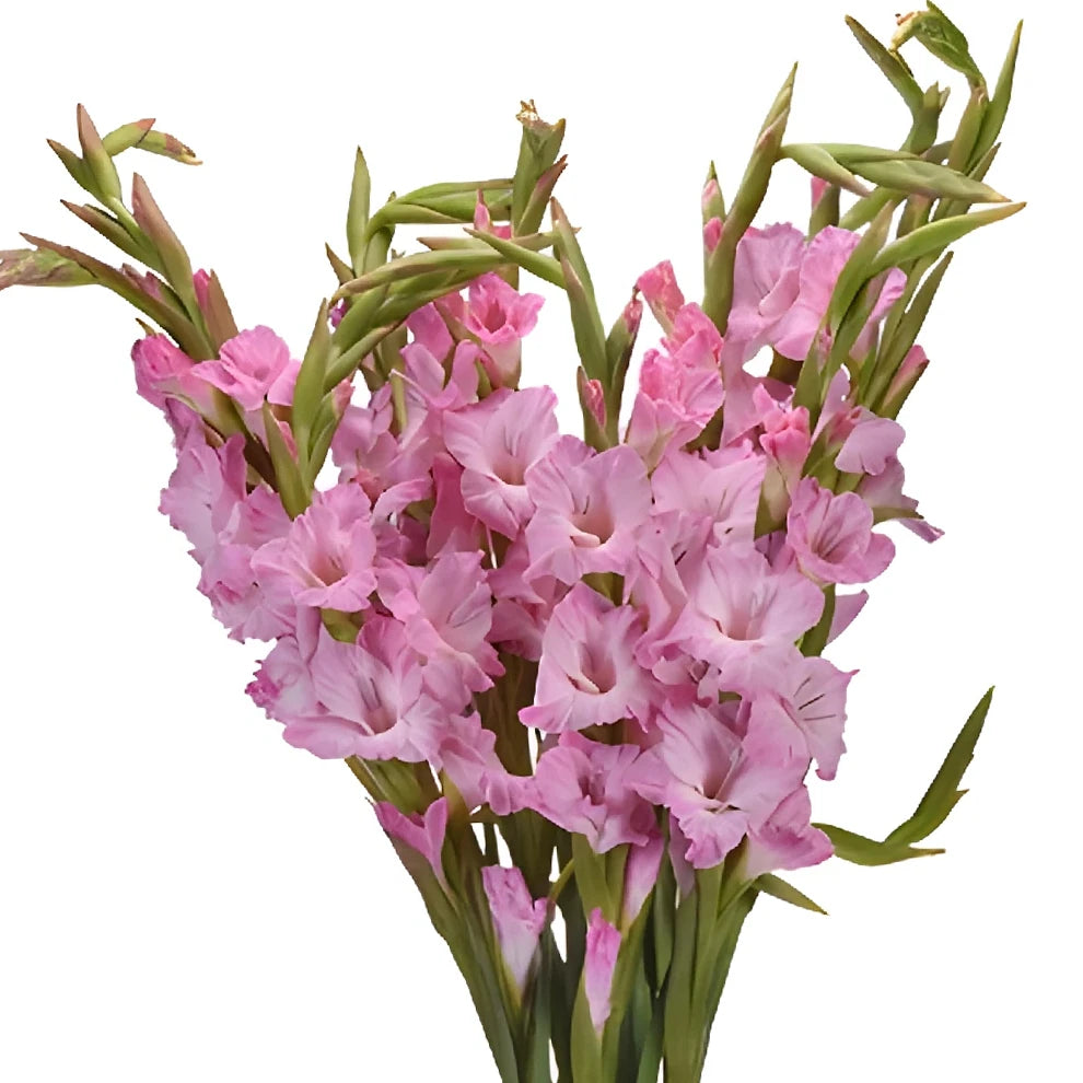 Pink Light Gladiolus - alternative 3