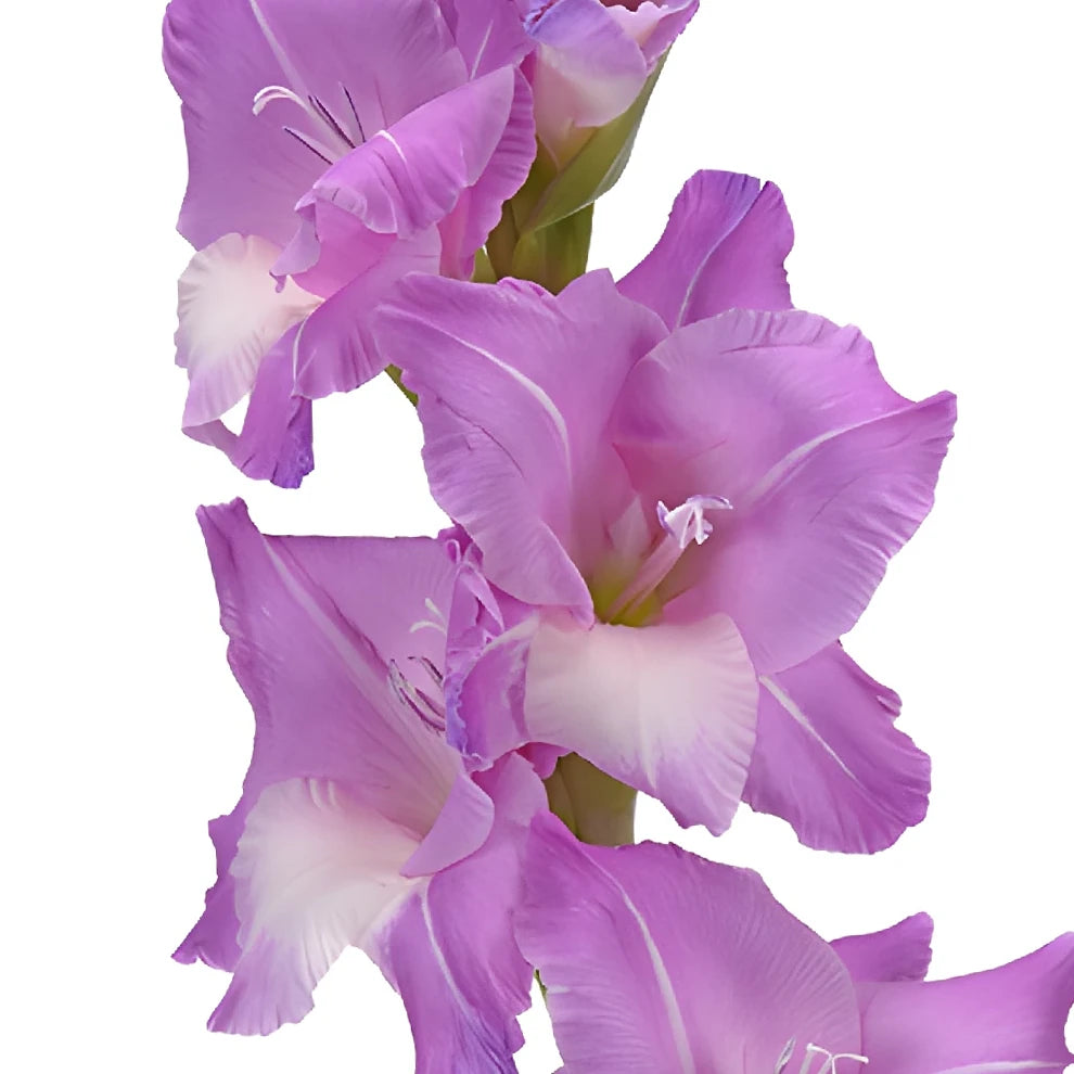 Lavender Gladiolus - alternative 3