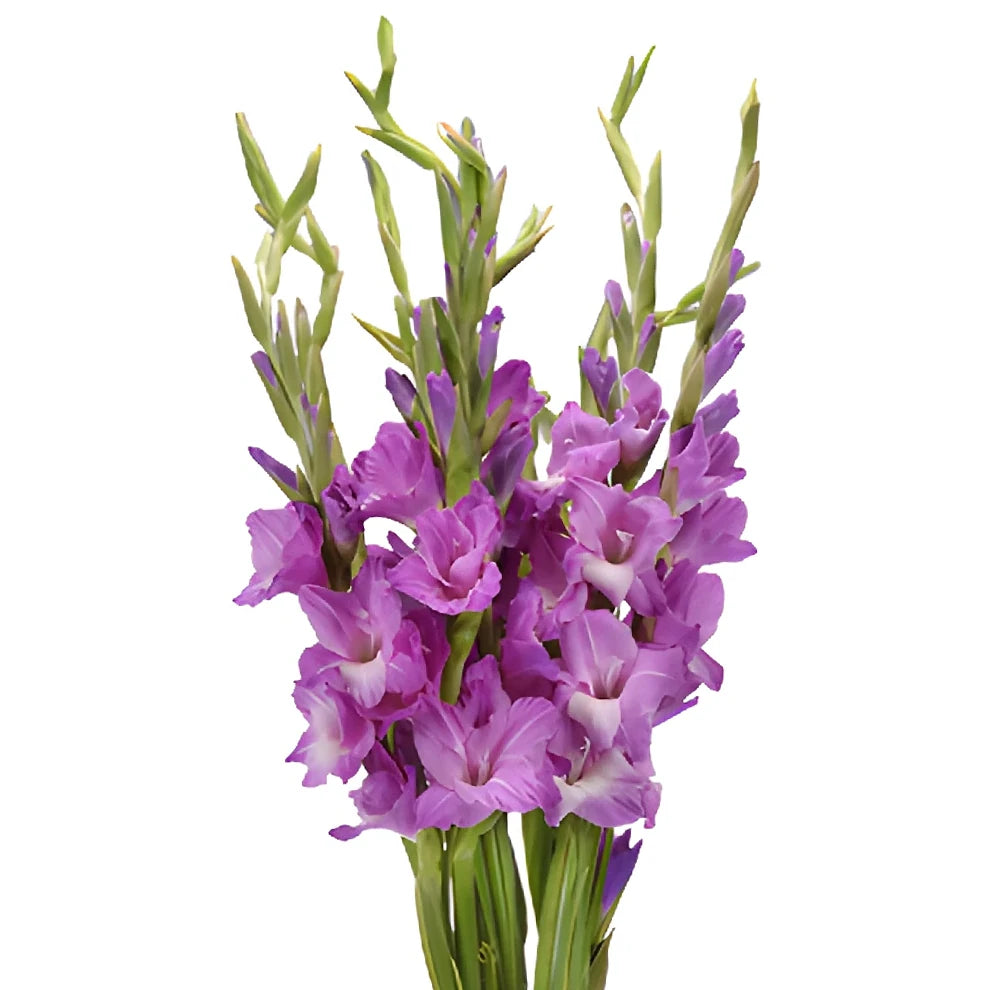 Lavender Gladiolus - alternative 2
