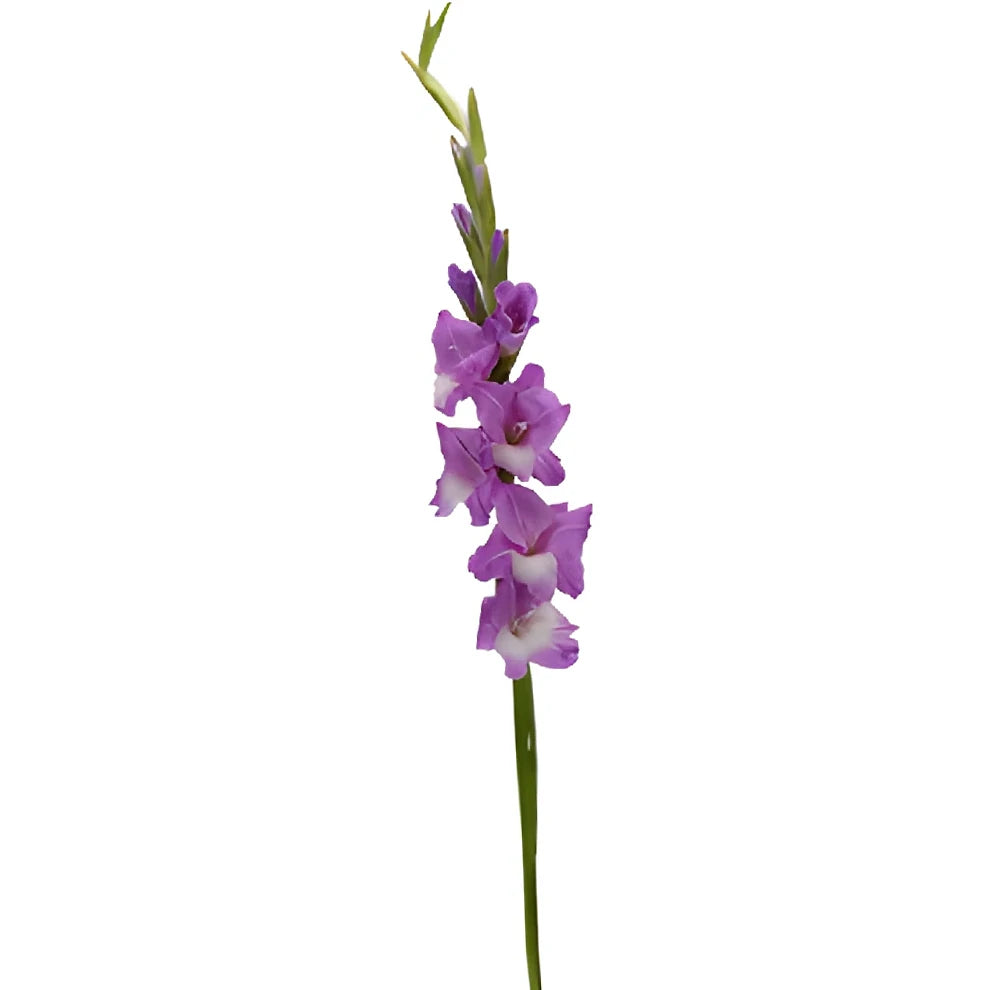Lavender Gladiolus - main