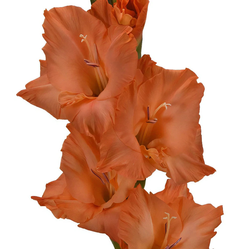 Orange Gladiolus - alternative 3