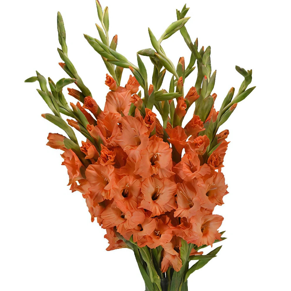 Orange Gladiolus - alternative 2
