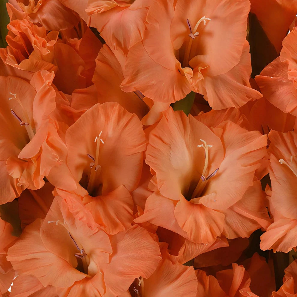 Orange Gladiolus - main