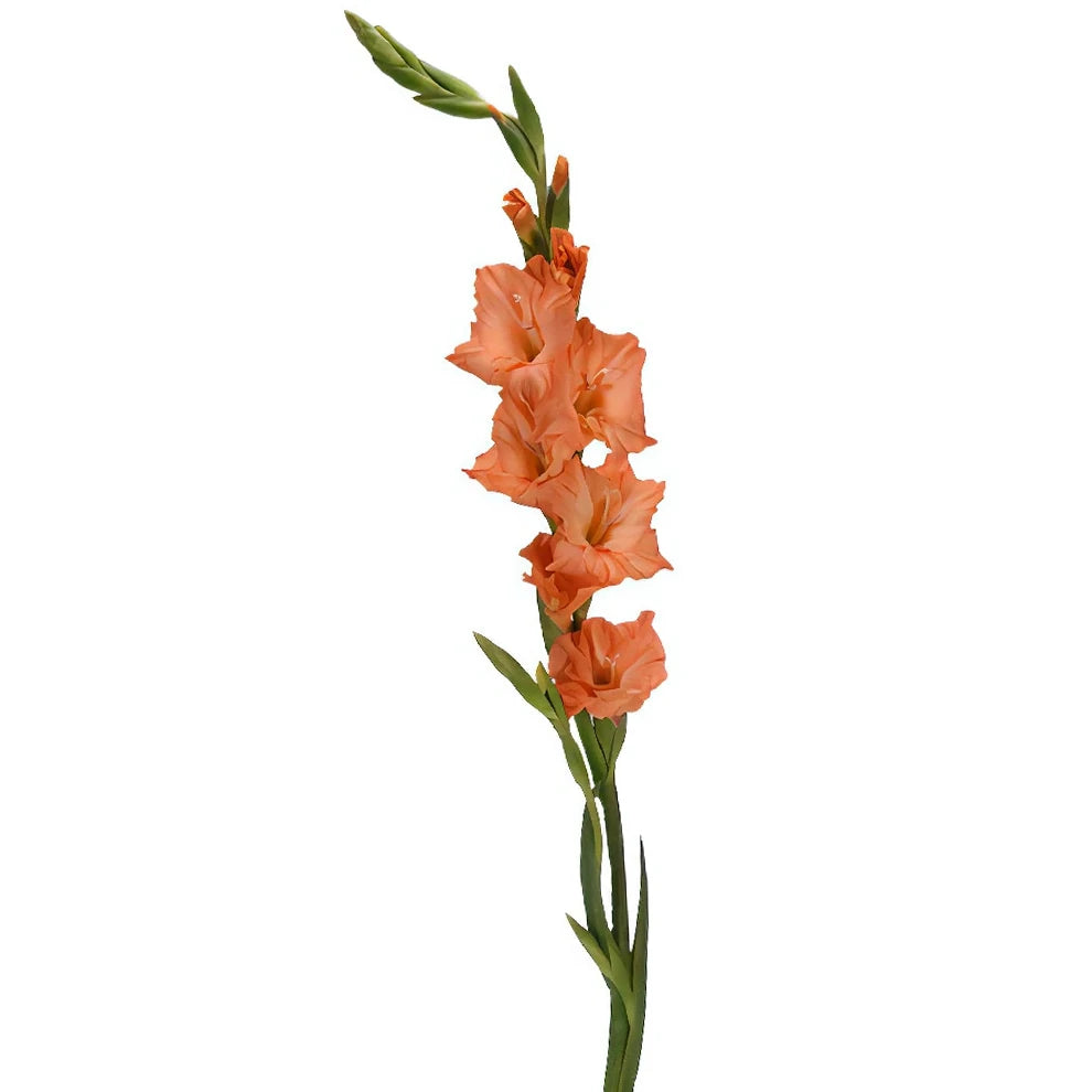 Orange Gladiolus - alternative 1
