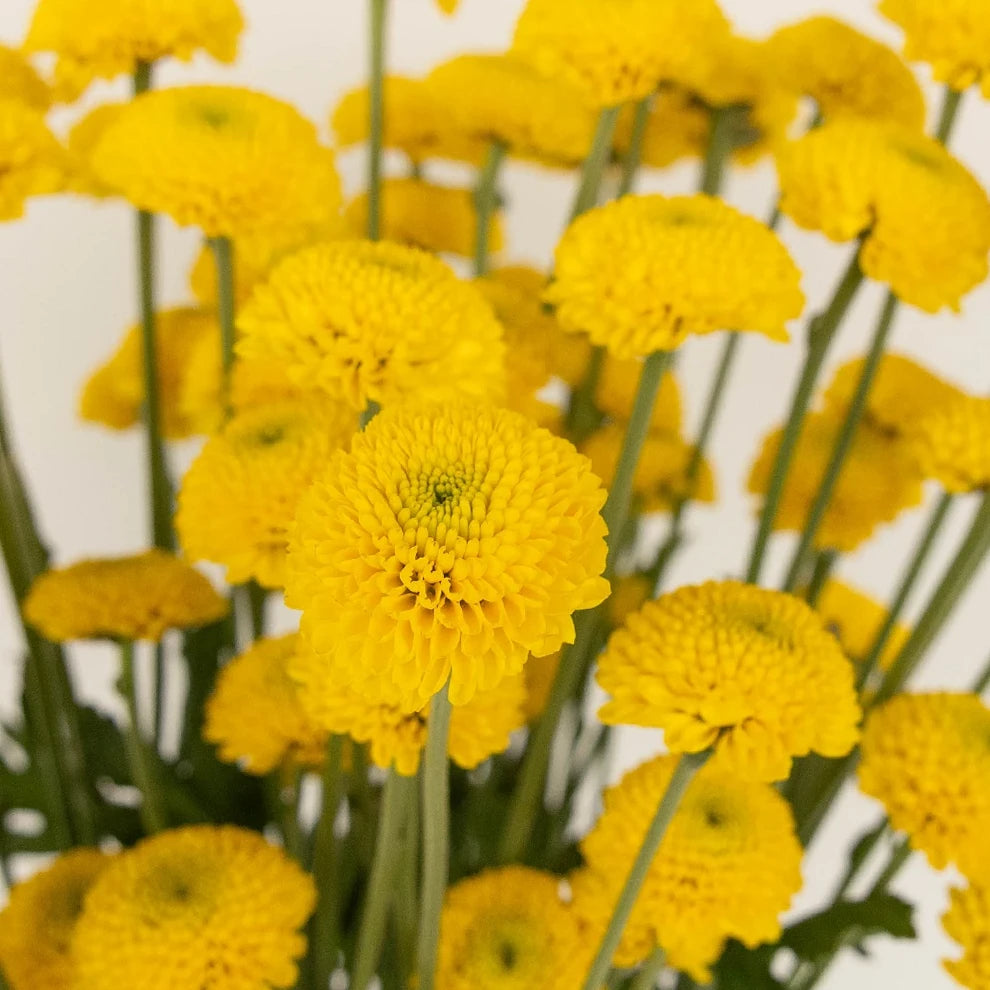 Yellow Pom Button - alternative 2