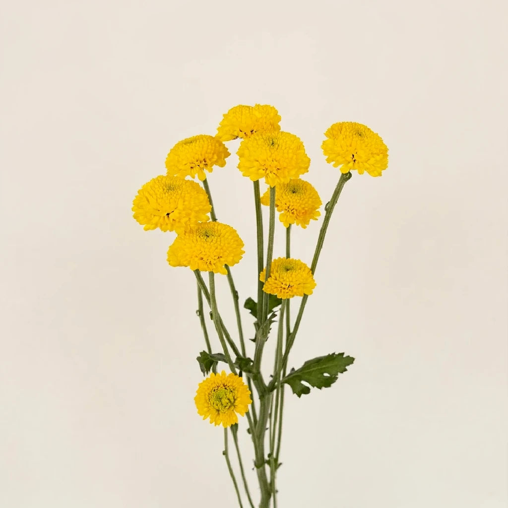 Yellow Pom Button - main